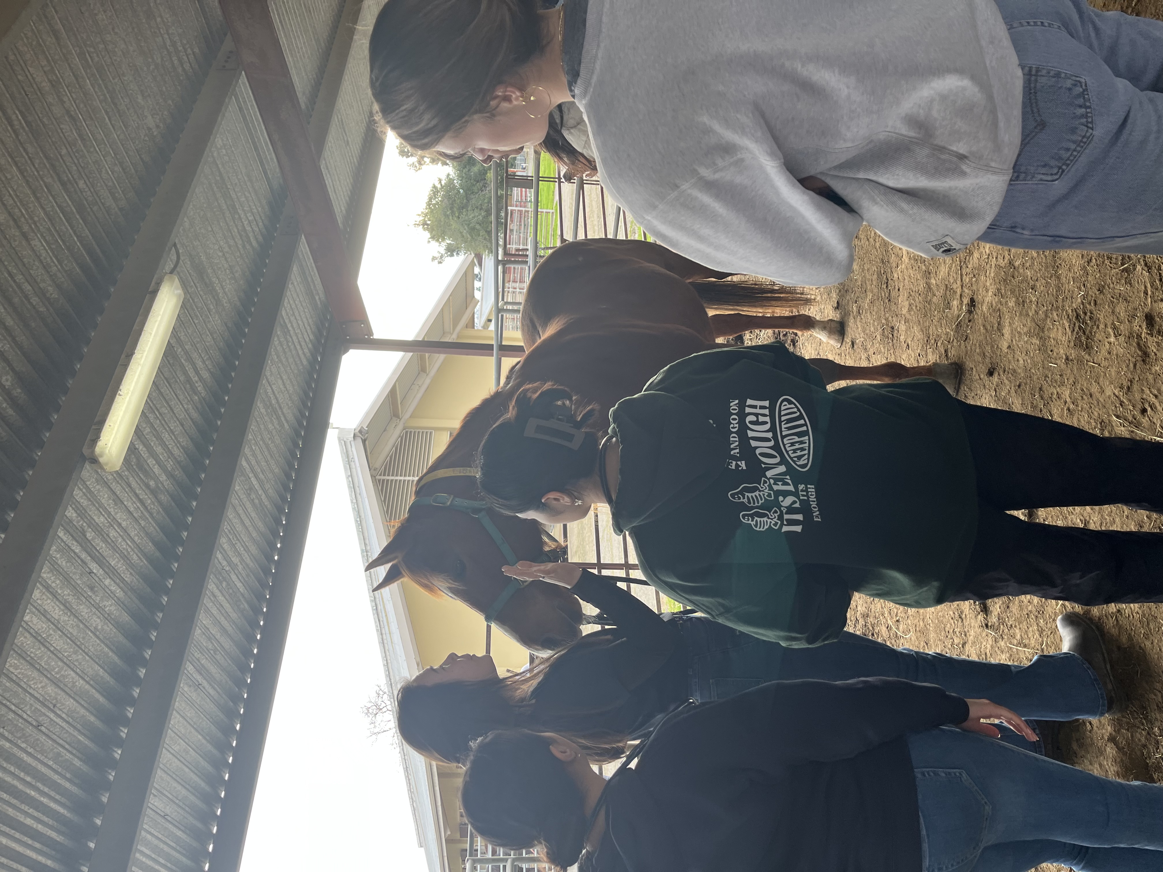 Undergraduate Equine and Camelid Medicine Club Gallery Image